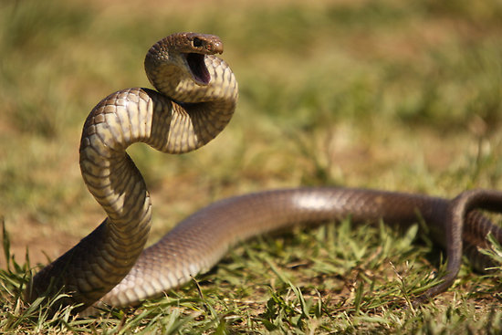 australian brown snake latest hd wallpapers images 2013 top hd