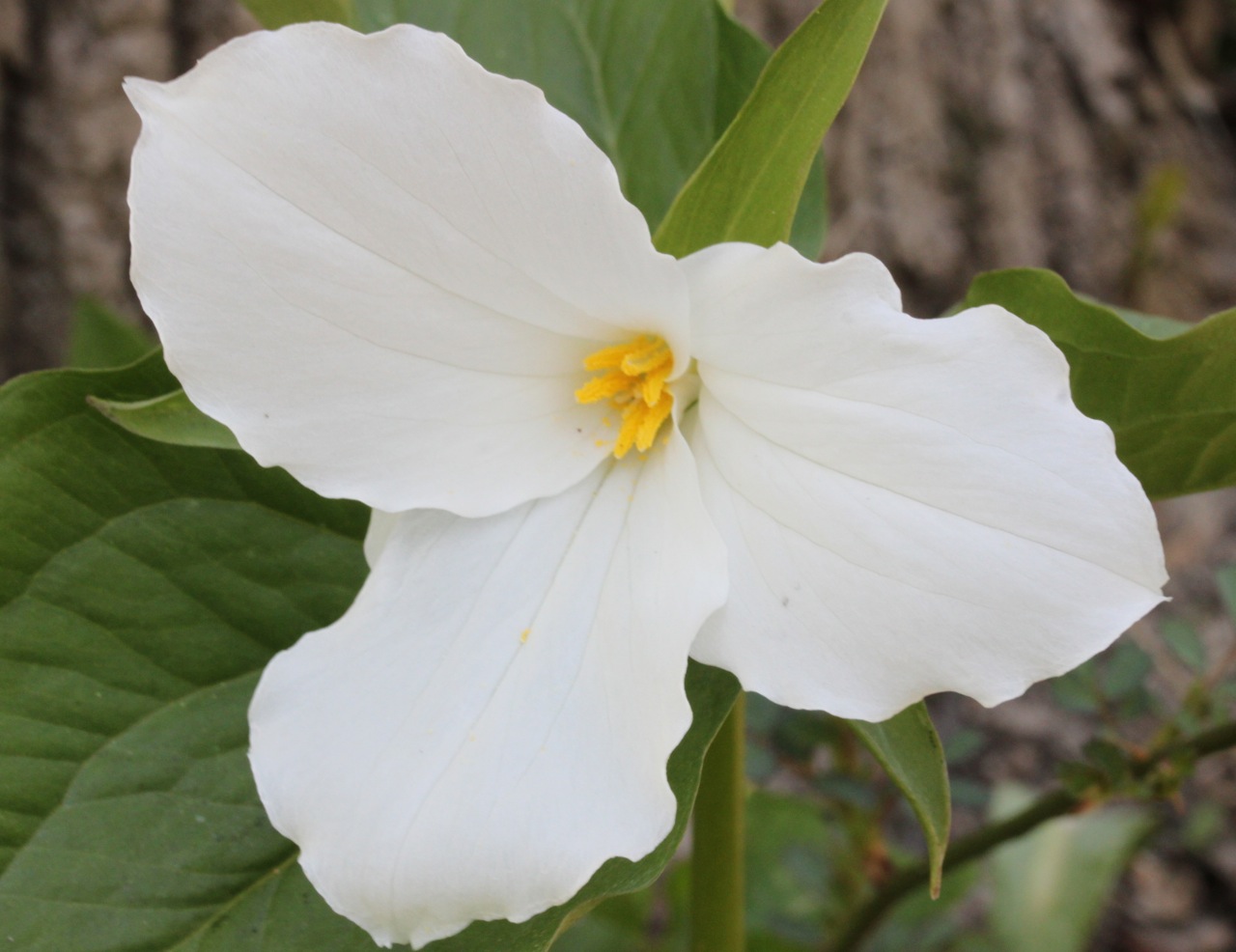 Kalamazoo Seasons Wildflowers at Warren Dunes