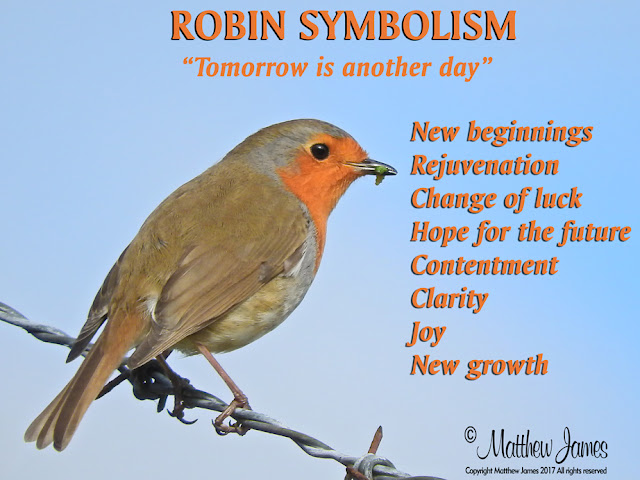 Robin Bedeutung Robin Bedeutung