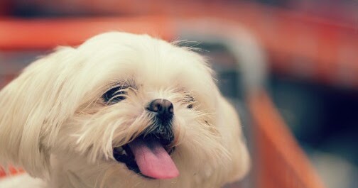Cara Melatih Anjing Shih Tzu Yang Baik Dan Benar Hobinatang