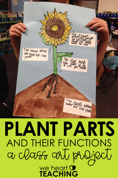 We Heart 1st: Parts of a Plant