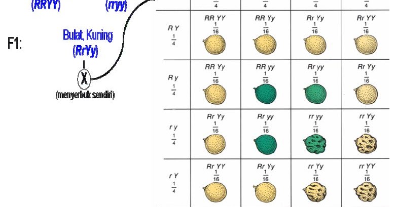 Pengertian dan Bunyi Hukum Mendel 1 dan Hukum Mendel 2