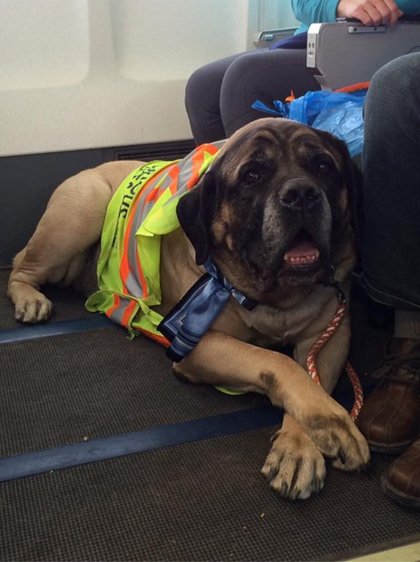 Airlines Break Their Own Rules So Pets Can Escape Fires - Thankfully, West Jet and Canadian North airlines decided to let pets fly in the cabin