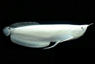 ikan arwana platinum