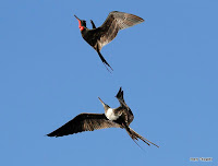 Frigatebirds in Flight at Frigate bird hill, San Cristobal, Galapagos