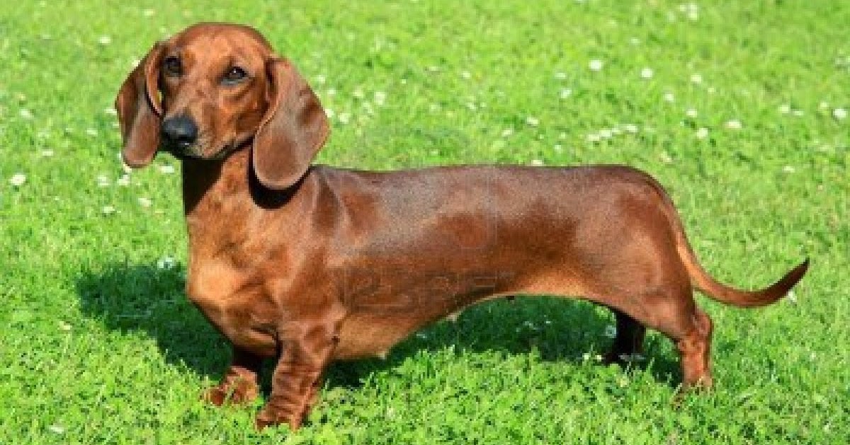 Perro salchicha WIKI PERROS Perro salchicha WIKI PERROS