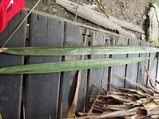 Daun rumbia besar dan kecil Daun rumbia besar dan kecil