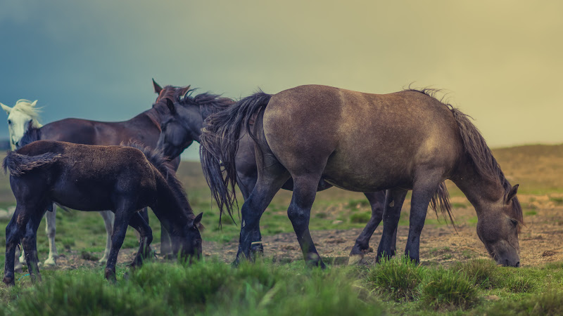 Horses in Romania