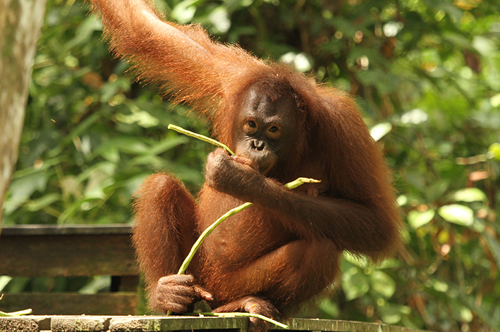 Zoos in Japan: Sepilok Orangutan Rehabilitation Centre ...