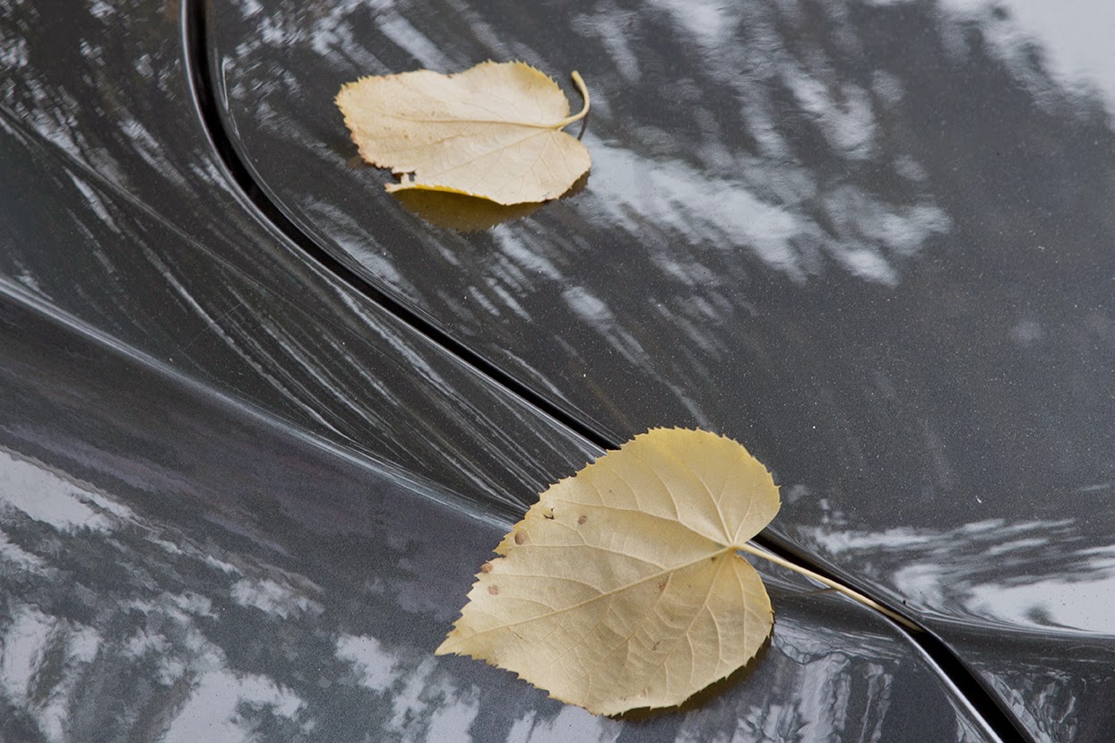 yellow leaves on grey car