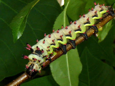 Citheronia laocoon caterpillar Citheronia laocoon caterpillar