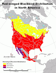 migration birds map oriole south fly bird range winged baltimore orioles north rwbb tm wild jnorth learner bullock