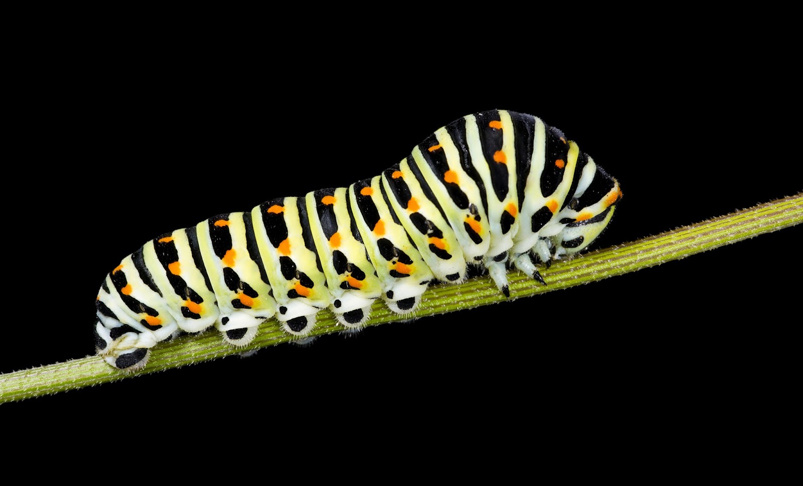 Insects: Chenille de Grand porte queue (macaon)