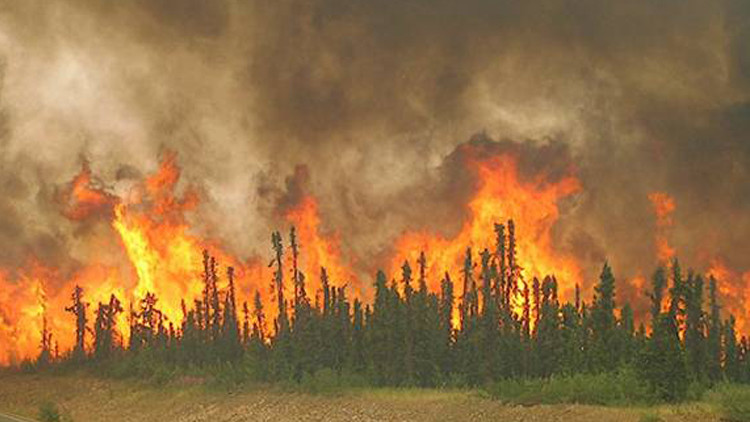 проблемы с лесами. экологические проблемы леса. проблемы с лесами. вырубка лесов. влияние лесной промышленности на окружающую среду.