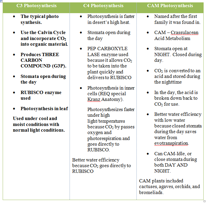 Sean Nguyen Biology AP Blog: C3, C4, and CAM Photosynthesis
