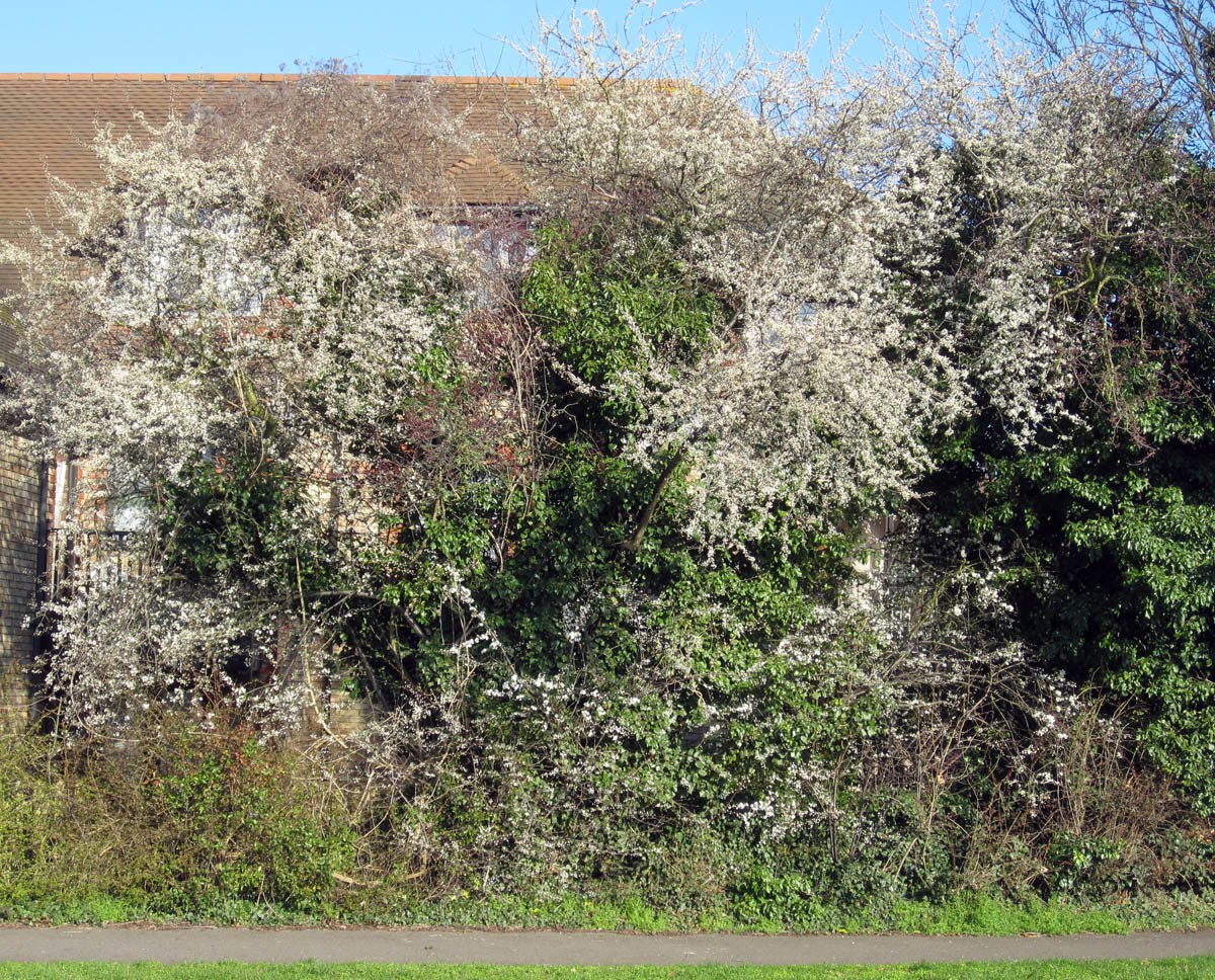 Blackthorn Bush Grow Naturally In South U S Blackthorn Bush Grow Naturally In South U S
