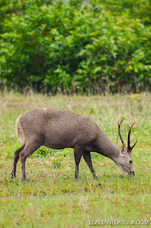 Coron | Calauit Safari Park & Pamalican Island (Natural Arts Travel and Tour) Palawan