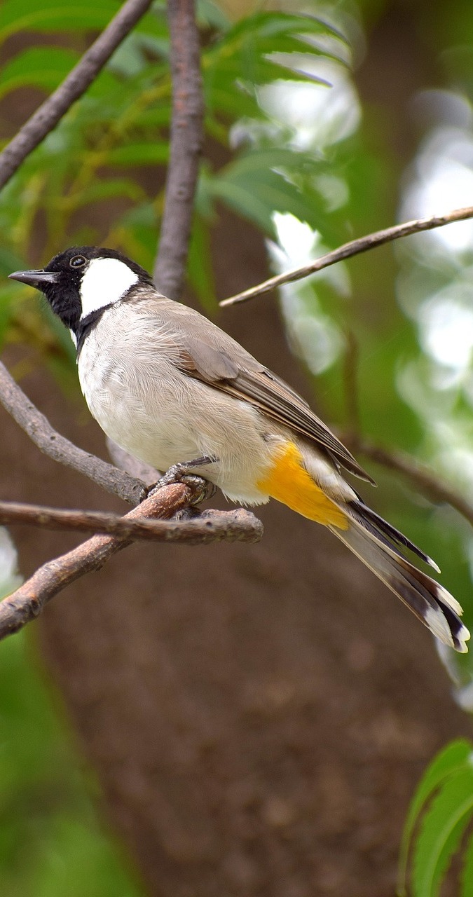 A white-eared bulbul. A white-eared bulbul.
