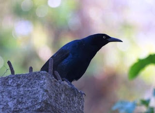 Grackle birdwatching