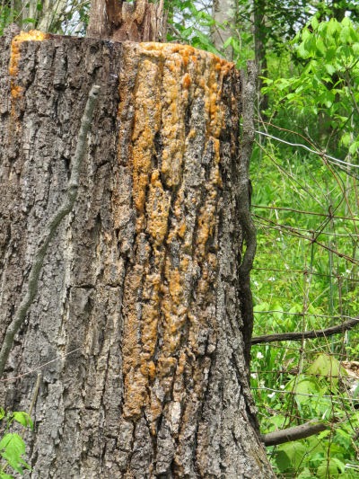 gelatinous woodcrust