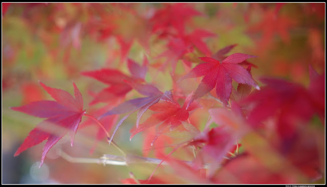 台灣六種原生 槭 你賞的楓紅是什麼槭 健行筆記