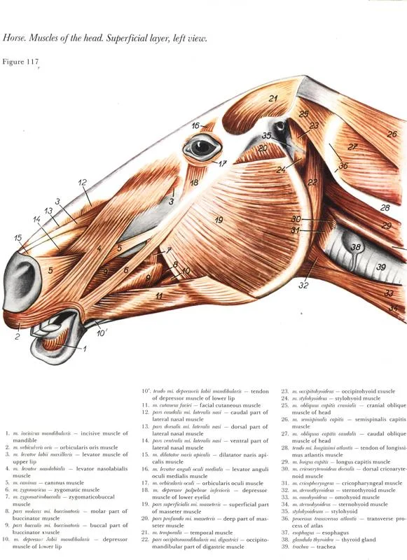 horse-cavalo-skull-anatomy-anatomia-cranio-maxilar-sinusal-sinuses-vetarq-muscle-musculatura