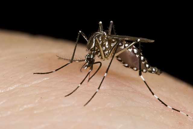 Nyamuk Dengue
