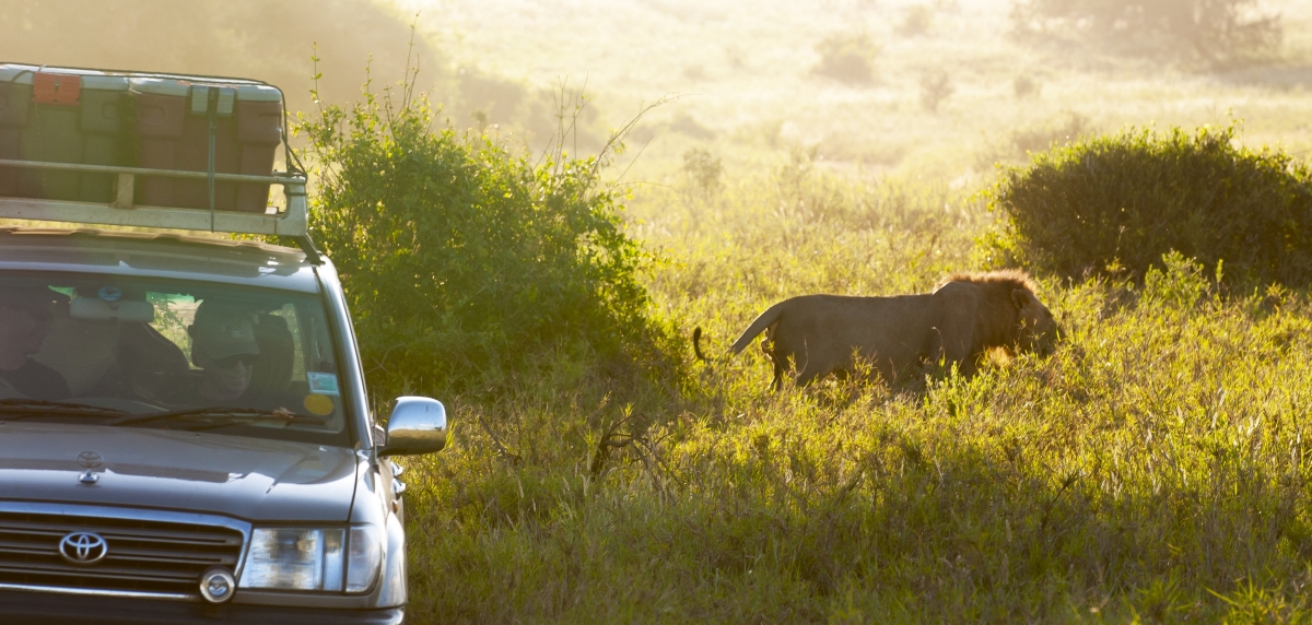 Löwen, Tsavo, Afrika, Wildlife, Safari, lion, lions, africa, kenya