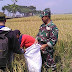 Babinsa Dampingi Petani Saat Pengubinan