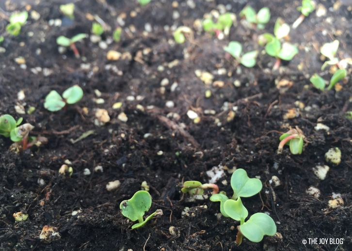 Mini Greenhouse Sprouts!!! THE JOY BLOG