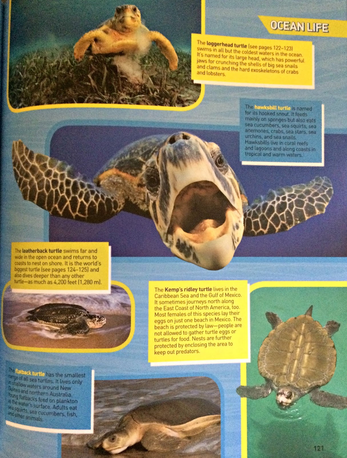 A GEEK DADDY: National Geographic Kids: ULTIMATE OCEAN-PEDIA