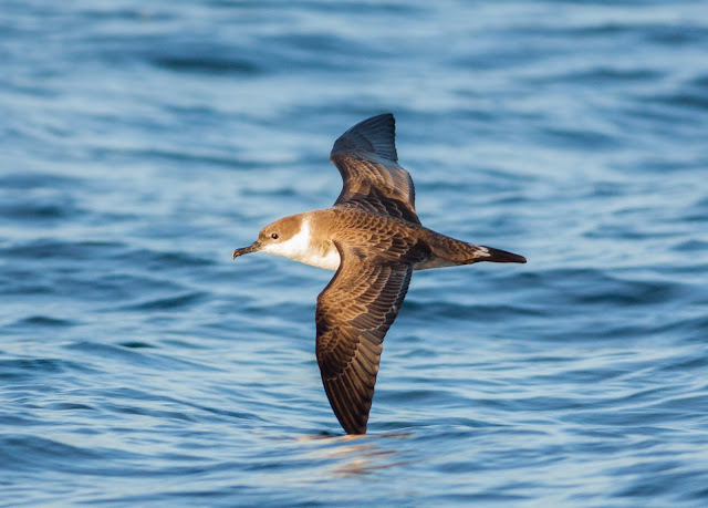 Great Shearwater - Scilly