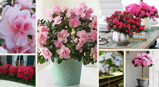 AZALEA AZALEA