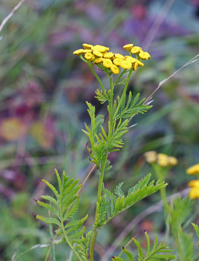 Отравление полынью. Artemisia absinthium. Симптомы при отравлении беленой. Отравление полынью. Отравление полынью.