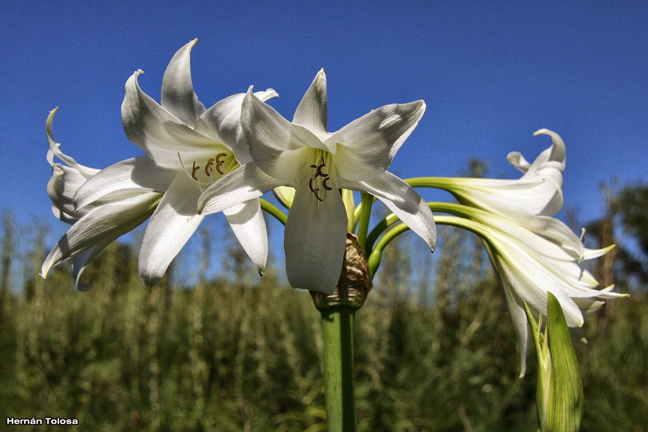 Flora Bonaerense: Azucena blanca (Crinium x powellii)