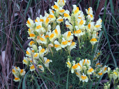 toadflax, butter and eggs