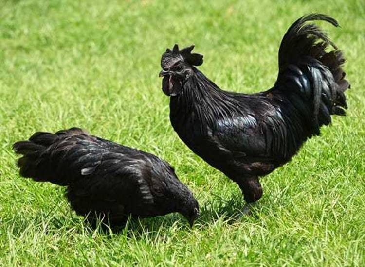 Chingum — Discover Curiosities: Ayam Cemani | Black Chicken