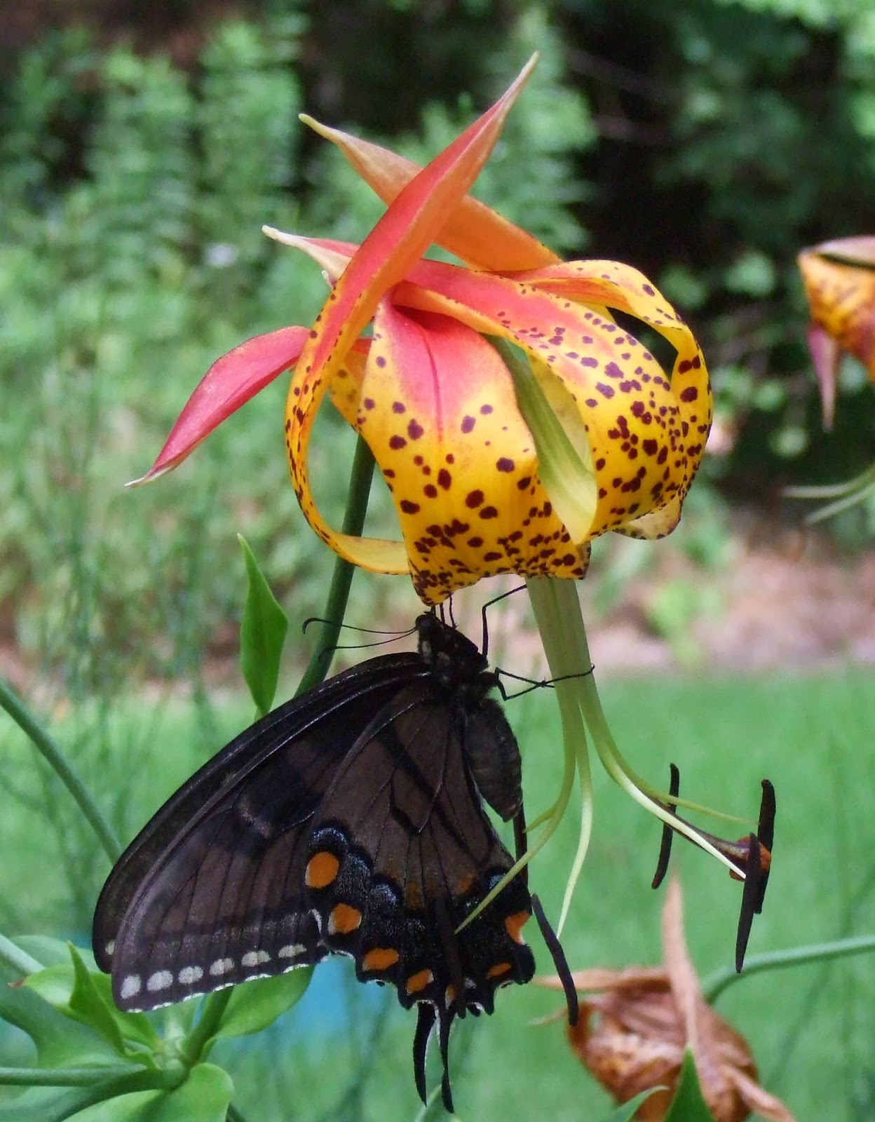 Using Native Plants Native Plants for Butterfly and Pollinator