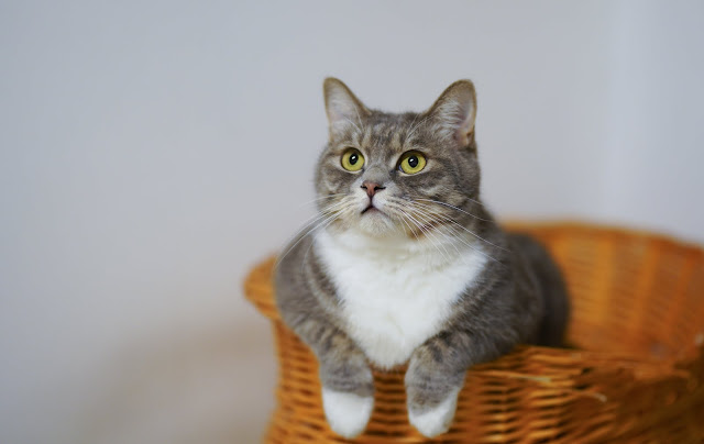 animal pictures animal pictures