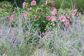 Russian sage and luna rose hibiscus at James Gardens Etobicoke  by garden muses: a Toronto gardening blog