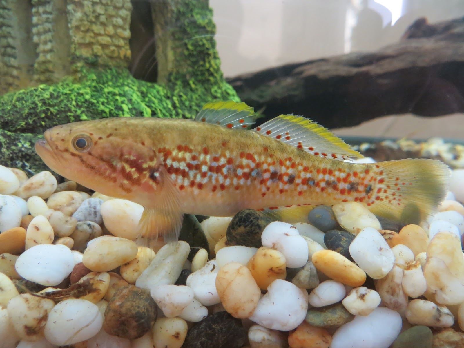 Eli At home with the gudgeons.