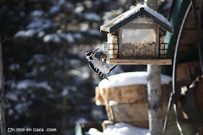 Pico belloso (Leuconotopicus villosus) en un bonito comedero de semillas y sebo