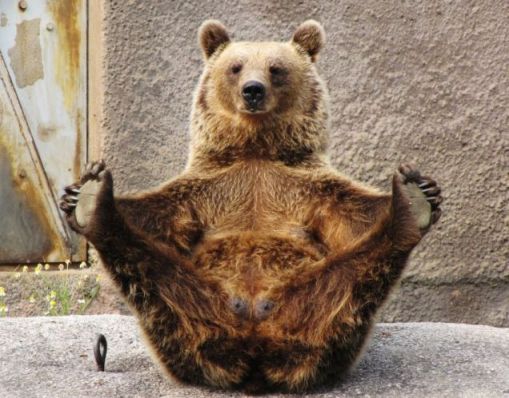 foto unik beruang yoga