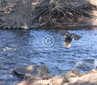 ducks