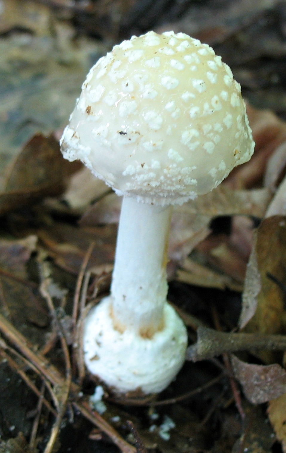 Using Native Plants Mushrooms of the Piedmont (the book)