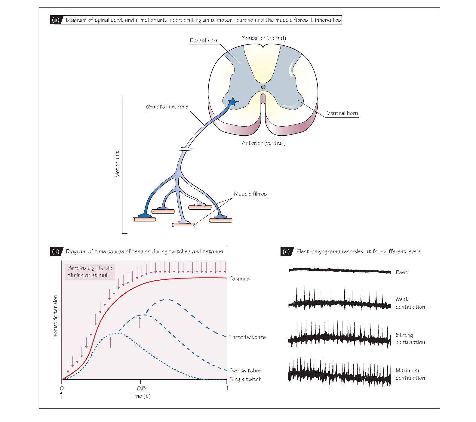 Motor Units, Recruitment and Summation pediagenosis