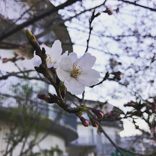 桜の花、背景にぼんやりと円筒形の建物