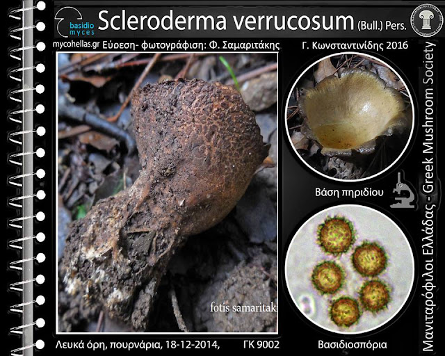 Scleroderma verrucosum (Bull.) Pers.