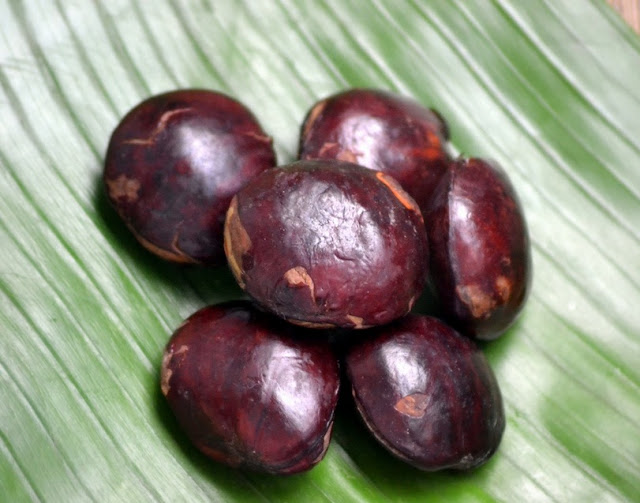 PROSPEK MENANAM JENGKOL JENGKOL SANGAT REKOMENDASIKAN UNTUK DI BUDIDAYAKAN
