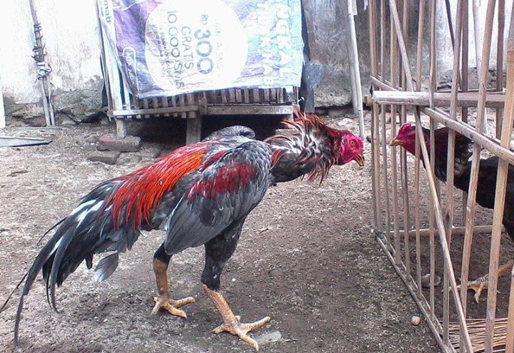 63+ Gambar Ayam Habis Tarung Paling Bagus 63+ Gambar Ayam Habis Tarung Paling Bagus